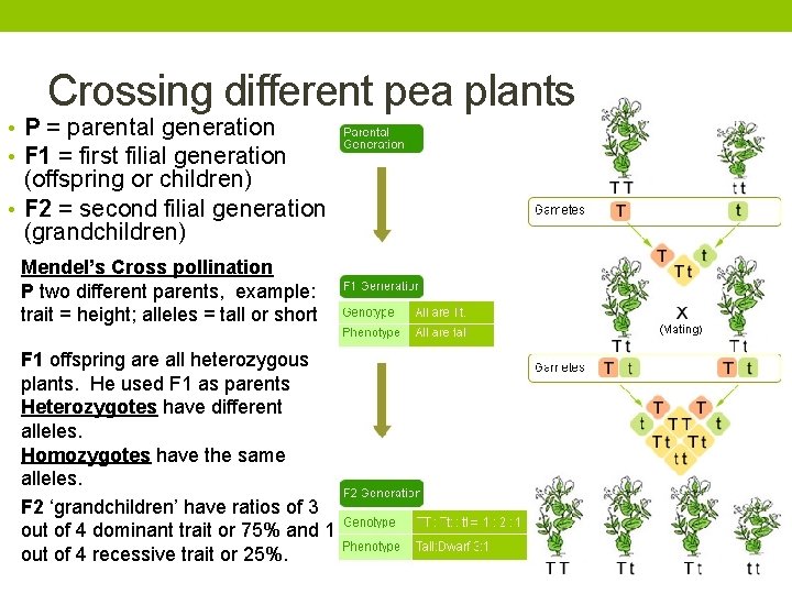 Crossing different pea plants • P = parental generation • F 1 = first