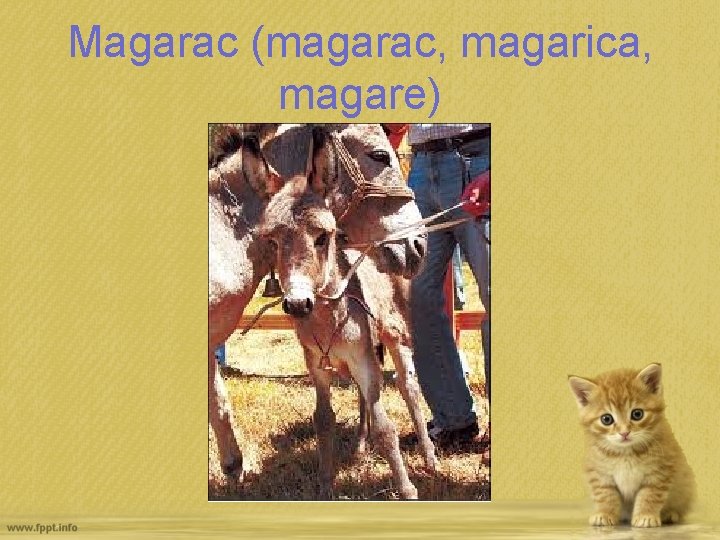 Magarac (magarac, magarica, magare) 