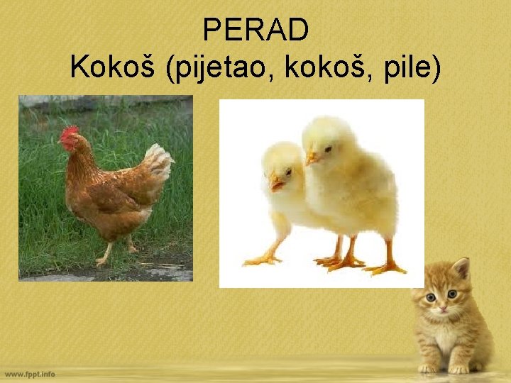 PERAD Kokoš (pijetao, kokoš, pile) 