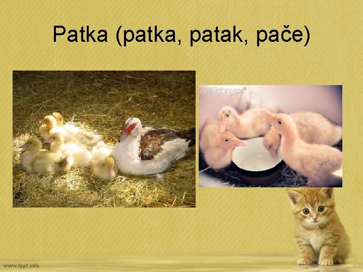 Patka (patka, patak, pače) 