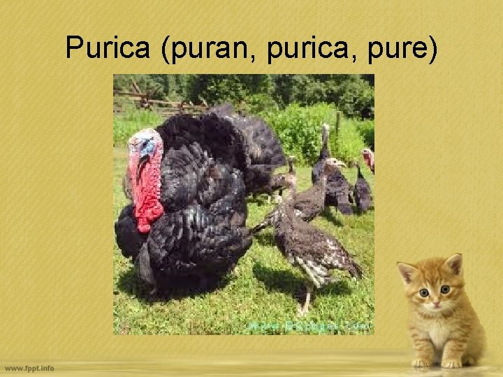 Purica (puran, purica, pure) 