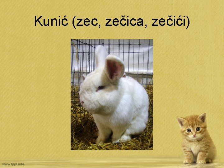 Kunić (zec, zečica, zečići) 