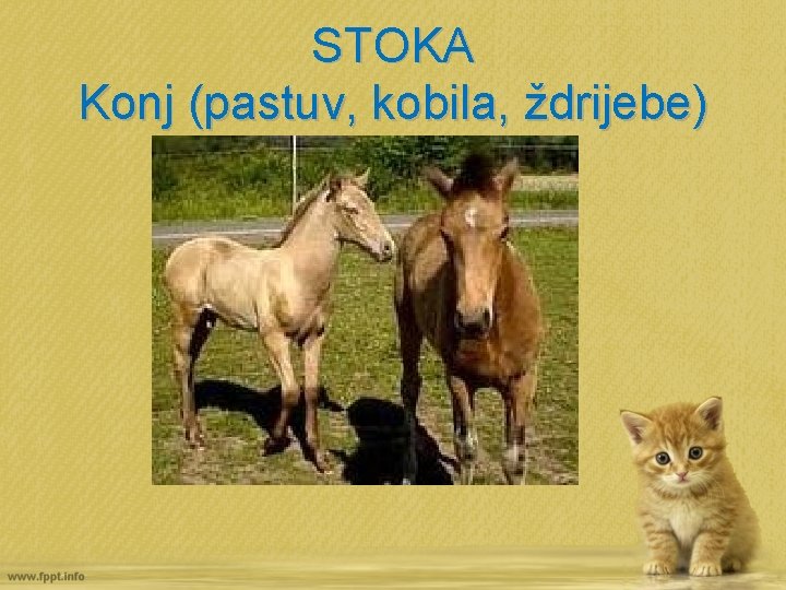 STOKA Konj (pastuv, kobila, ždrijebe) 