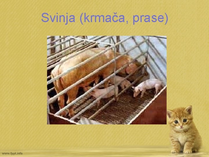 Svinja (krmača, prase) 