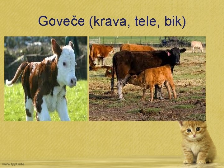 Goveče (krava, tele, bik) 