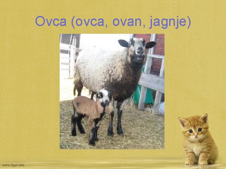 Ovca (ovca, ovan, jagnje) 