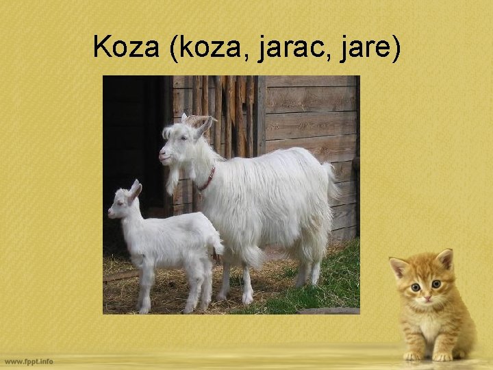 Koza (koza, jarac, jare) 