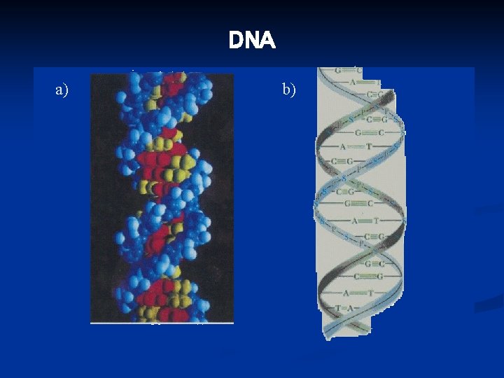 DNA a) b) 