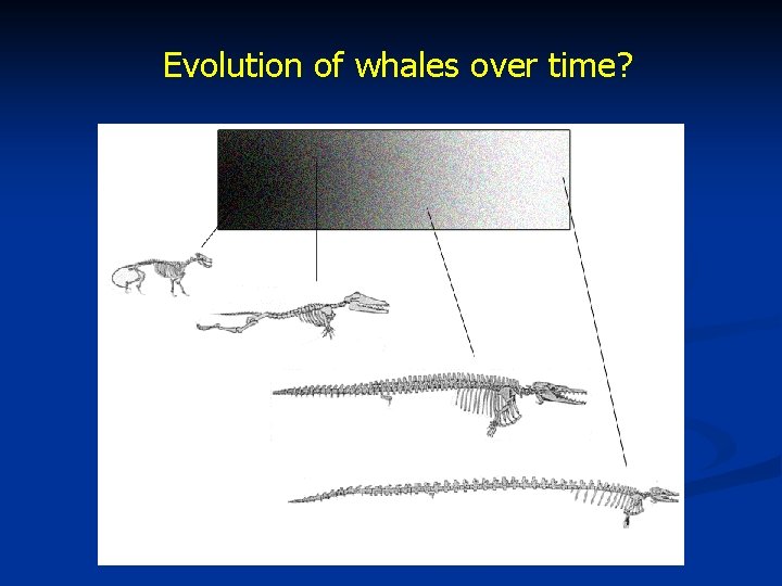 Evolution of whales over time? 