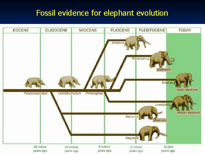 Fossil evidence for elephant evolution 