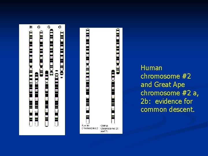 Human chromosome #2 and Great Ape chromosome #2 a, 2 b: evidence for common