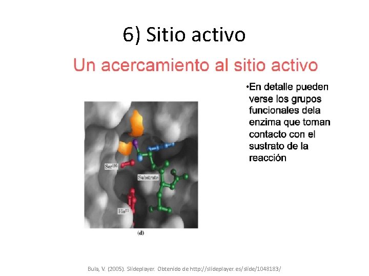 6) Sitio activo Bula, V. (2005). Slideplayer. Obtenido de http: //slideplayer. es/slide/1048183/ 