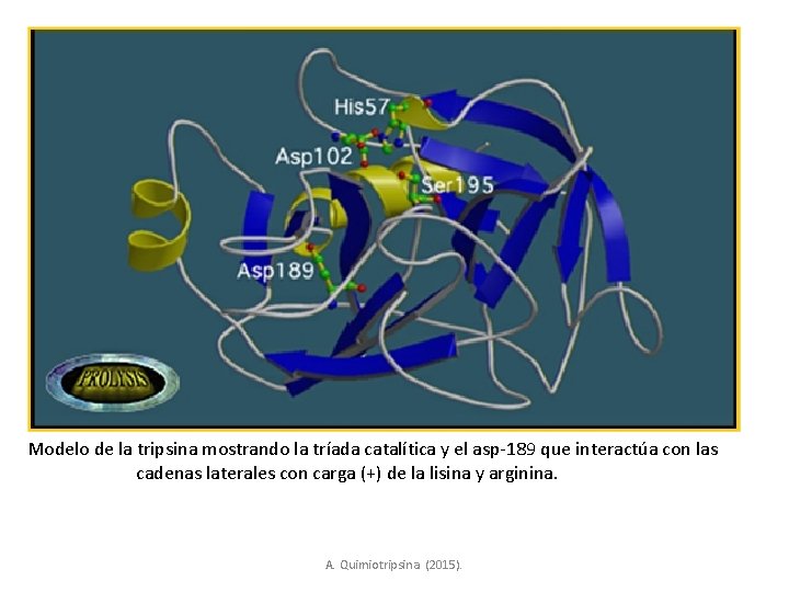 Modelo de la tripsina mostrando la tríada catalítica y el asp-189 que interactúa con