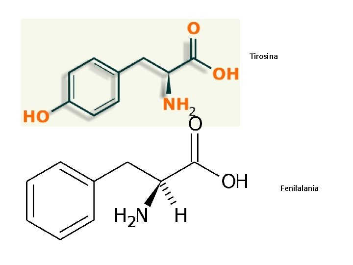 Tirosina Fenilalania 