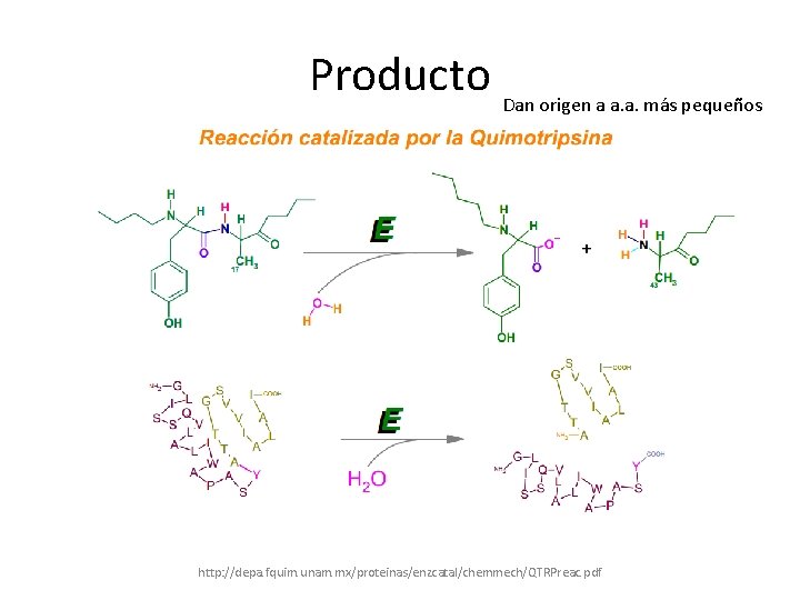 Producto Dan origen a a. a. más pequeños http: //depa. fquim. unam. mx/proteinas/enzcatal/chemmech/QTRPreac. pdf