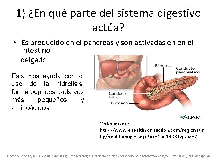 1) ¿En qué parte del sistema digestivo actúa? • Es producido en el páncreas