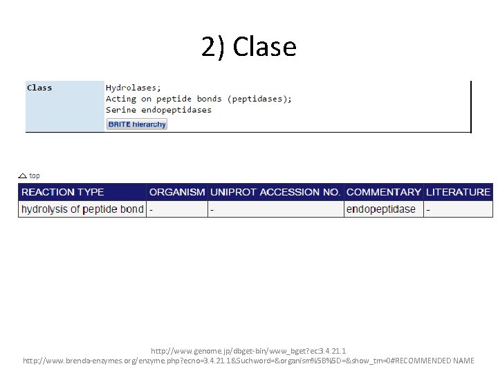 2) Clase http: //www. genome. jp/dbget-bin/www_bget? ec: 3. 4. 21. 1 http: //www. brenda-enzymes.