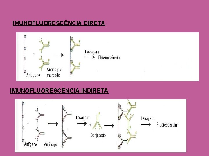 IMUNOFLUORESCÊNCIA DIRETA IMUNOFLUORESCÊNCIA INDIRETA 