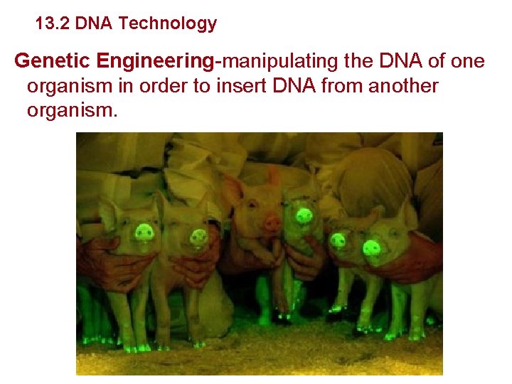 Genetics and Biotechnology 13. 2 DNA Technology Genetic Engineering-manipulating the DNA of one organism