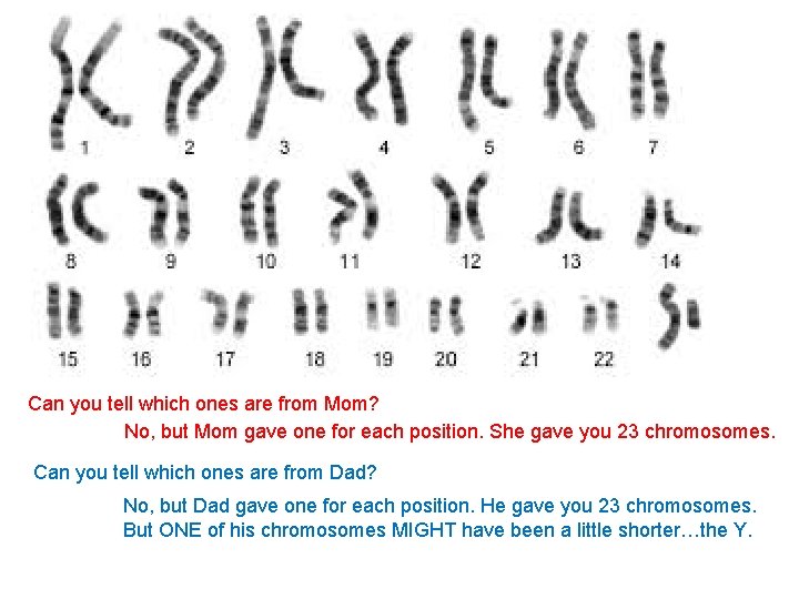 XY – sex Can you tell which ones are from Mom? chromosomes No, but