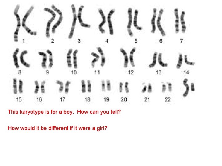 This karyotype is for a boy. How can you tell? How would it be