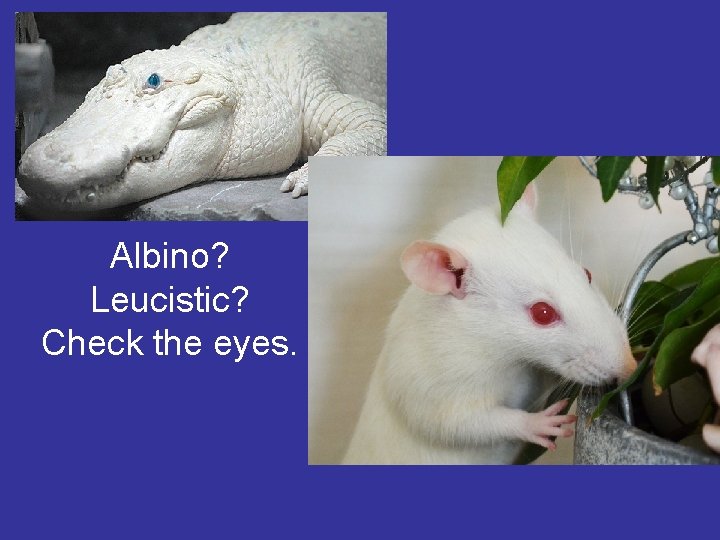 Albino? Leucistic? Check the eyes. 