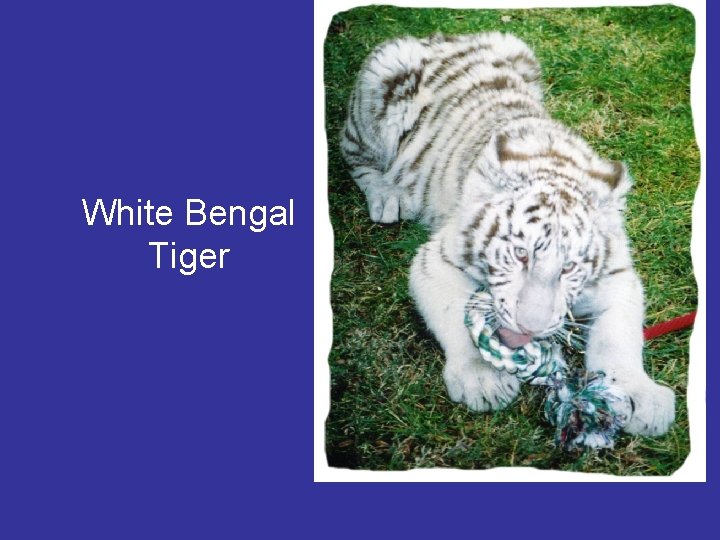 White Bengal Tiger 