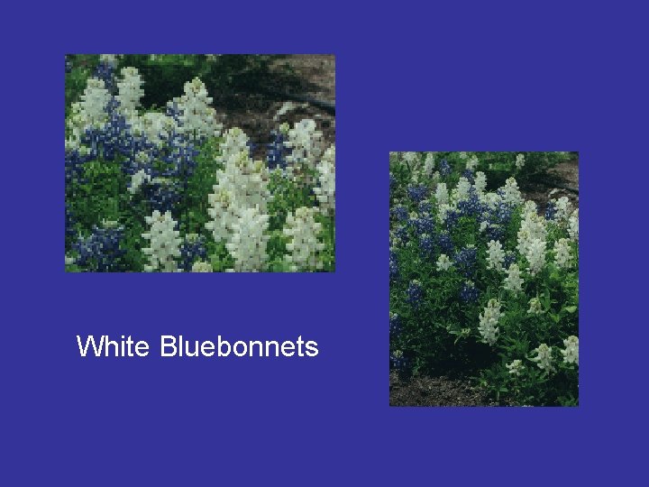 White Bluebonnets 