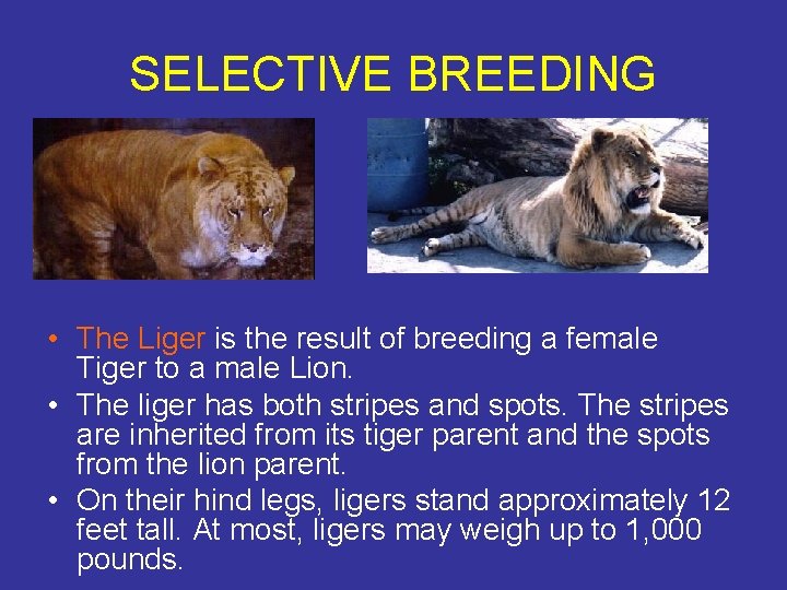 SELECTIVE BREEDING • The Liger is the result of breeding a female Tiger to