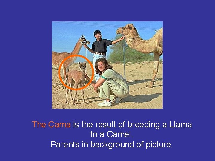 The Cama is the result of breeding a Llama to a Camel. Parents in