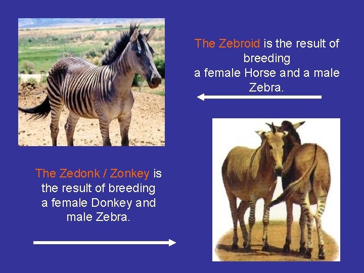 The Zebroid is the result of breeding a female Horse and a male Zebra.
