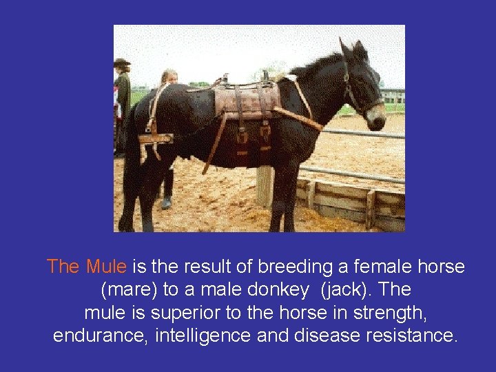 The Mule is the result of breeding a female horse (mare) to a male