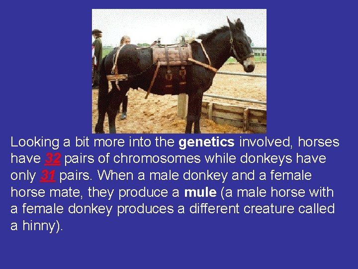 Looking a bit more into the genetics involved, horses have 32 pairs of chromosomes