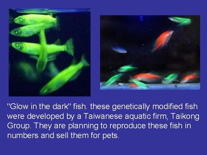 "Glow in the dark" fish. these genetically modified fish were developed by a Taiwanese