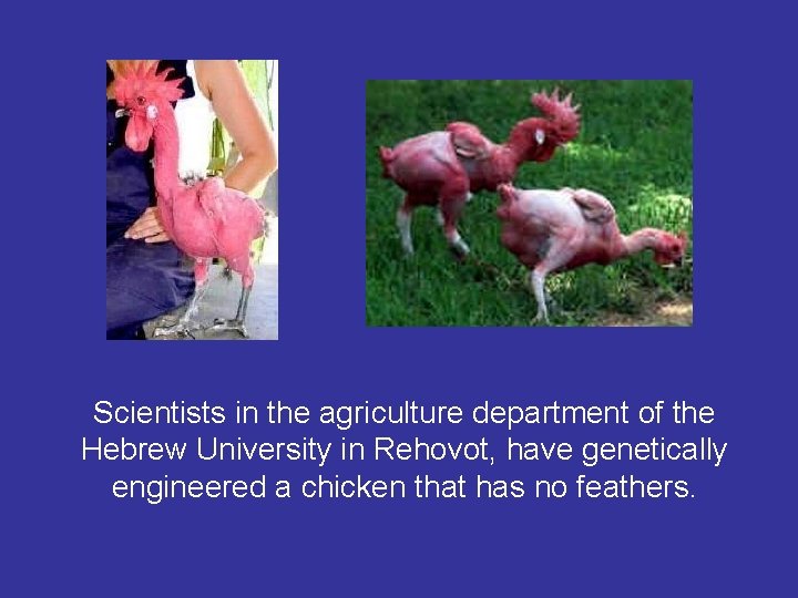 Scientists in the agriculture department of the Hebrew University in Rehovot, have genetically engineered