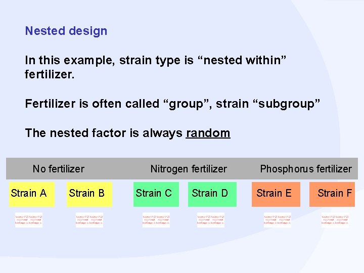 Nested design In this example, strain type is “nested within” fertilizer. Fertilizer is often