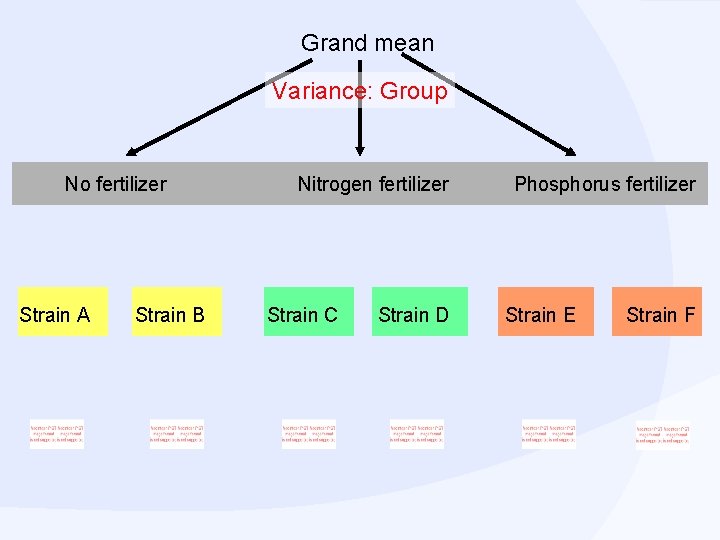 Grand mean Variance: Group No fertilizer Strain A Strain B Nitrogen fertilizer Strain C