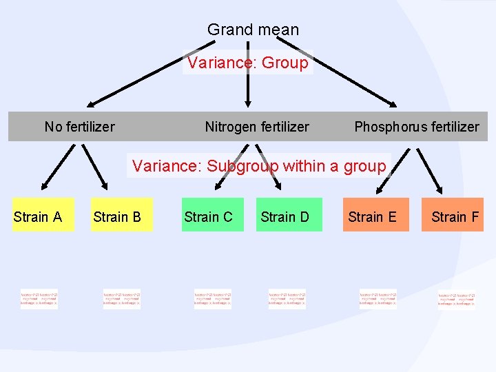 Grand mean Variance: Group No fertilizer Nitrogen fertilizer Phosphorus fertilizer Variance: Subgroup within a