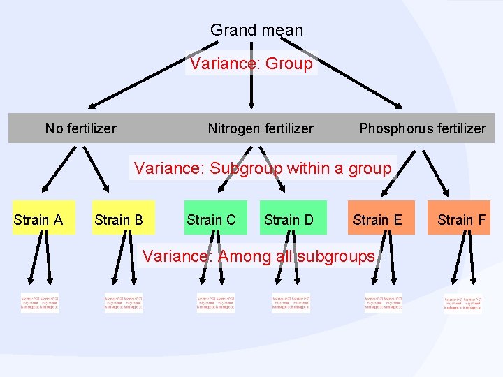 Grand mean Variance: Group No fertilizer Nitrogen fertilizer Phosphorus fertilizer Variance: Subgroup within a