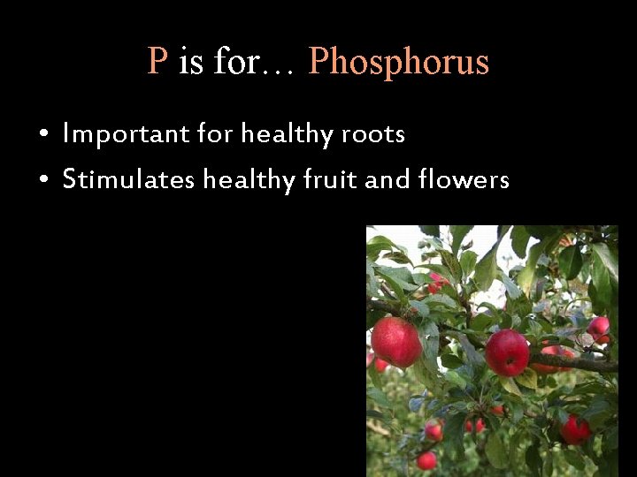 P is for… Phosphorus • Important for healthy roots • Stimulates healthy fruit and