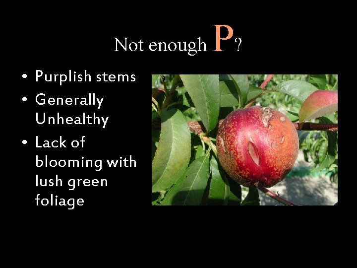 Not enough • Purplish stems • Generally Unhealthy • Lack of blooming with lush