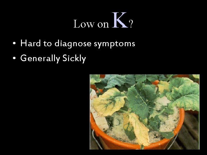 Low on K? • Hard to diagnose symptoms • Generally Sickly 