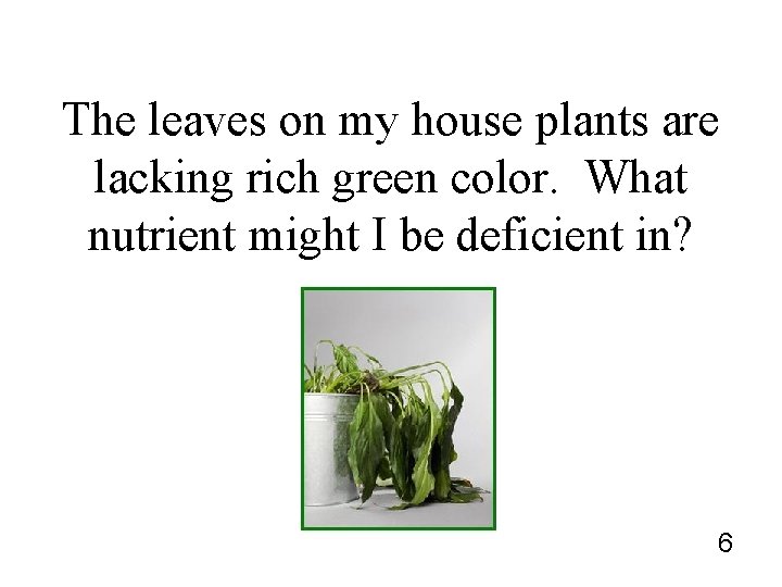 The leaves on my house plants are lacking rich green color. What nutrient might