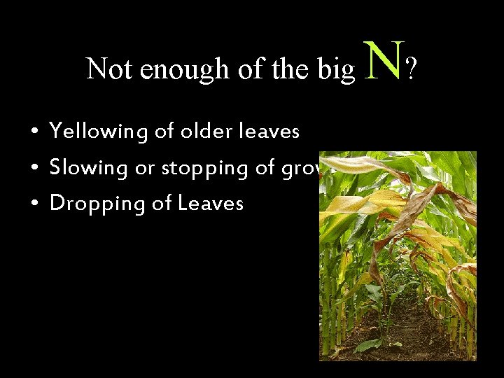 Not enough of the big • Yellowing of older leaves • Slowing or stopping