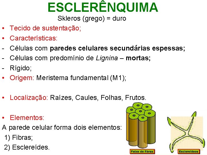 ESCLERÊNQUIMA • • • Skleros (grego) = duro Tecido de sustentação; Características: Células com