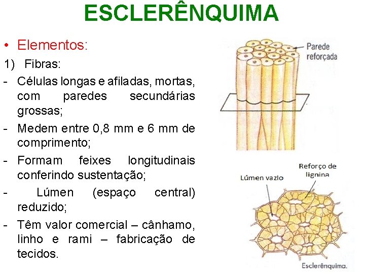 ESCLERÊNQUIMA • Elementos: 1) Fibras: - Células longas e afiladas, mortas, com paredes secundárias