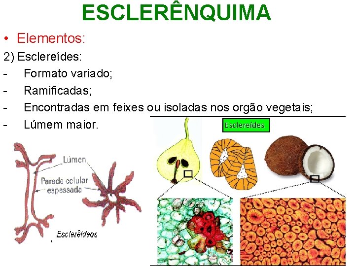 ESCLERÊNQUIMA • Elementos: 2) Esclereídes: - Formato variado; - Ramificadas; - Encontradas em feixes