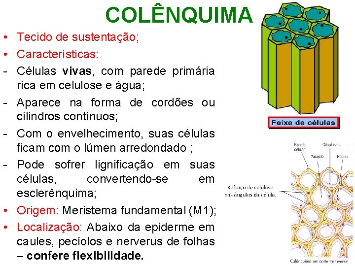 COLÊNQUIMA • Tecido de sustentação; • Características: - Células vivas, com parede primária rica