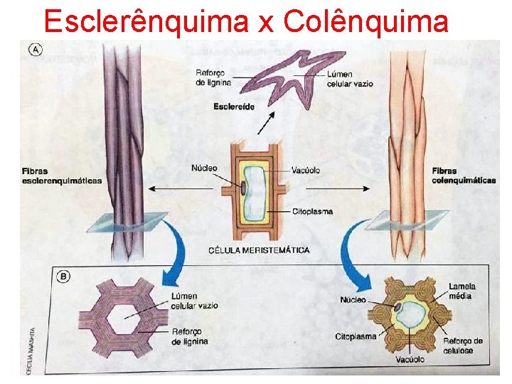 Esclerênquima x Colênquima 