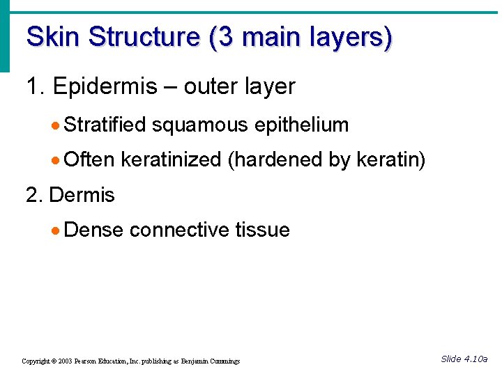 Skin Structure (3 main layers) 1. Epidermis – outer layer · Stratified squamous epithelium